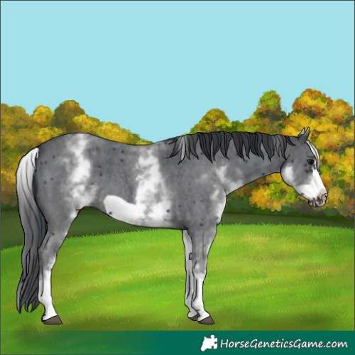 Horse Color:White Spotted Black Sabino Frame