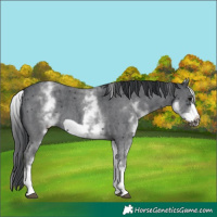 Horse Color:White Spotted Black Sabino Frame