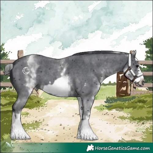 Horse Color:White Spotted Black Sabino Frame 