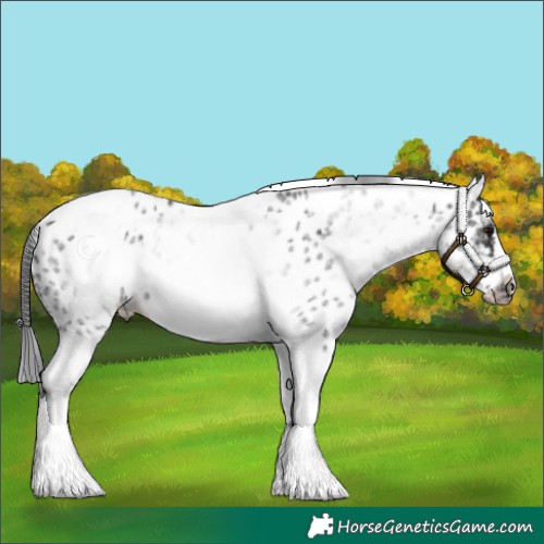 Horse Color:White Spotted Black Splash Tobiano Frame Appaloosa 