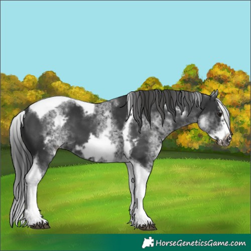 Horse Color:White Spotted Black Splash Tobiano Frame Varnish 