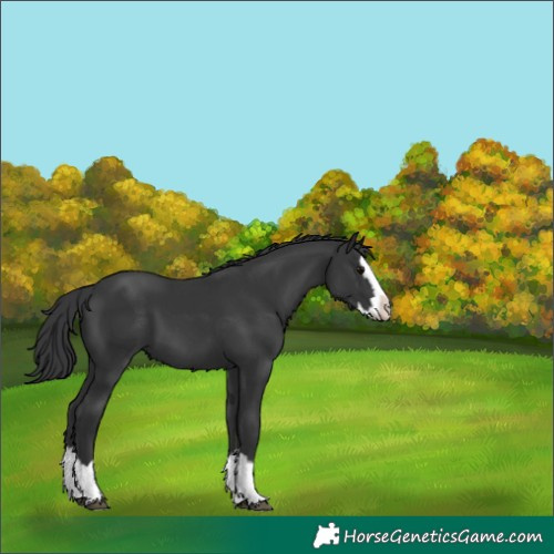 Horse Color:Black Splash 