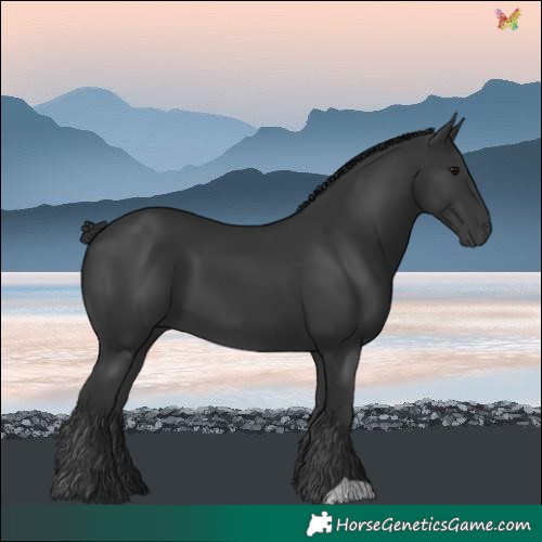 Horse Color:Black 
