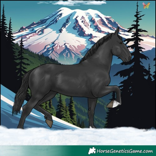 Horse Color:Black 