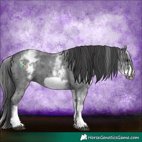 Horse Color:White Spotted Black Sabino Frame