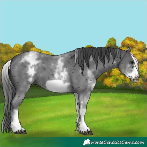 Horse Color:White Spotted Black Sabino Frame