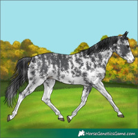 Horse Color:Black Sabino Rabicano 