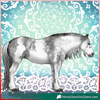 Horse Color:White Spotted Smoky Black Sabino Frame 