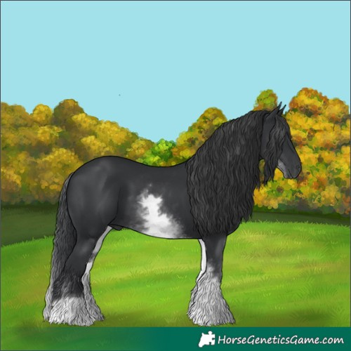 Horse Color:White Spotted Black 