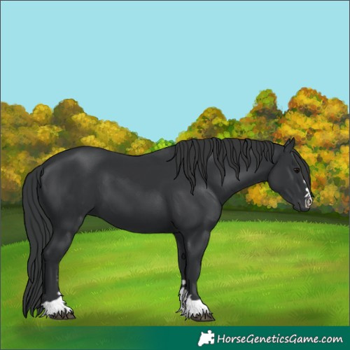 Horse Color:Black 