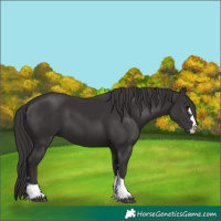 Horse Color:Smoky Black 