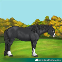Horse Color:Black 