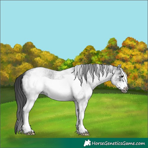 Horse Color:White Spotted Blue Roan Frame 