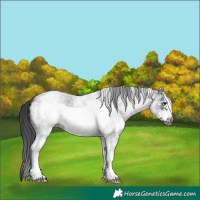 Horse Color:White Spotted Blue Roan Frame 