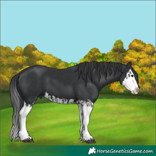 Horse Color:Black Splash  and Black Splash 