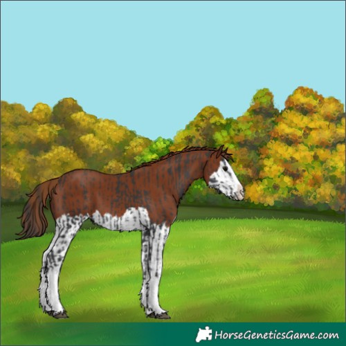 Horse Color:Black Splash Varnish  and Chestnut Splash Varnish 