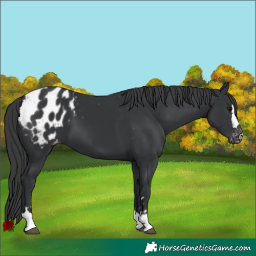 Horse Color:Black Appaloosa 