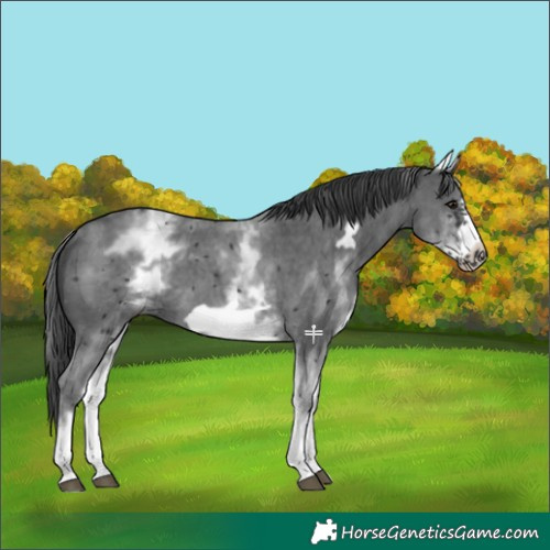 Horse Color:White Spotted Black Sabino Frame 
