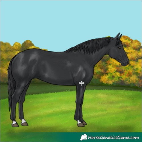 Horse Color:Black 