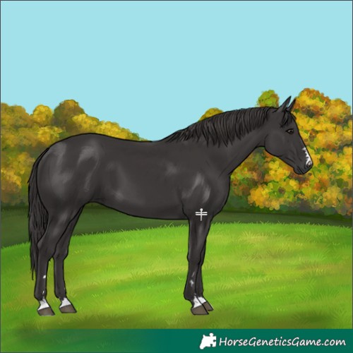 Horse Color:Smoky Black 