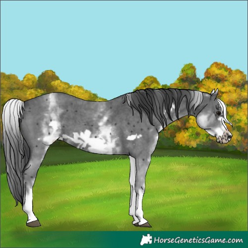 Horse Color:White Spotted Black Sabino Frame 