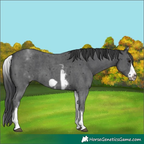 Horse Color:White Spotted Black Sabino Frame 