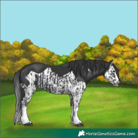 Horse Color:Black Splash  and Black Splash Frame 