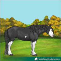 Horse Color:Black Splash Frame 