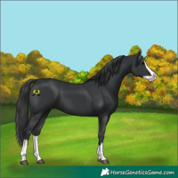 Horse Color:Black Splash 