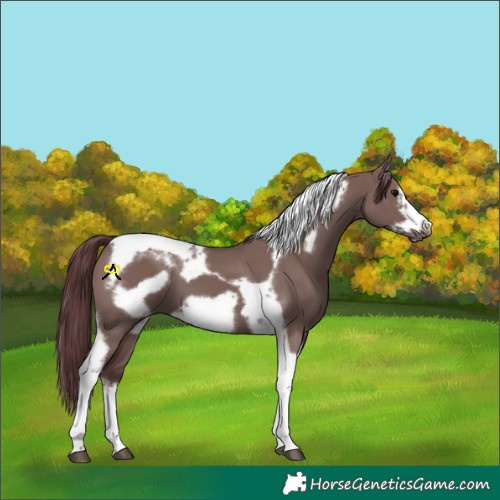 Horse Color:White Spotted Chocolate Grullo Tobiano Frame 