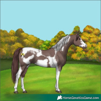Horse Color:White Spotted Chocolate Grullo Tobiano Frame