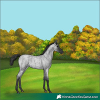 Horse Color:Blue Roan 
