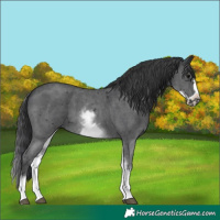 Horse Color:White Spotted Black Sabino Frame