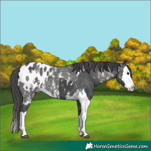 Horse Color:Black Sabino Splash Appaloosa  and Smoky Black Sabino Splash Appaloosa 