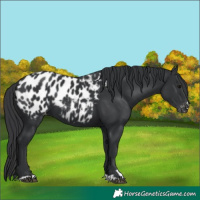Horse Color:Black Near Leopard