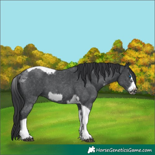 Horse Color:Black Sabino Tobiano Frame 