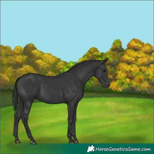 Horse Color:Black 