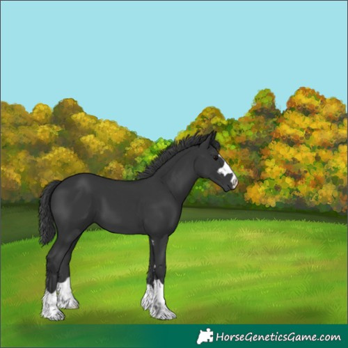 Horse Color:Unknown 