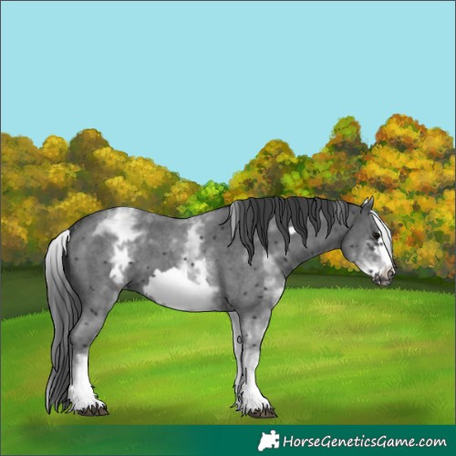 Horse Color:White Spotted Black Sabino Frame 