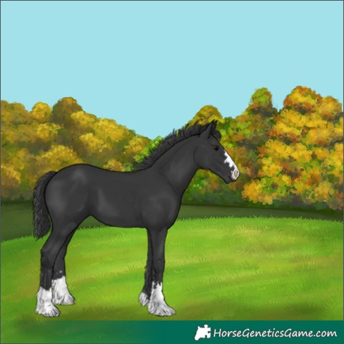 Horse Color:Unknown 