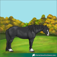 Horse Color:Black 