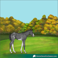 Horse Color:White Spotted Black Sabino Frame 