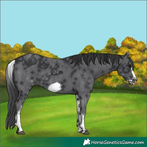 Horse Color:White Spotted Black Sabino Frame 