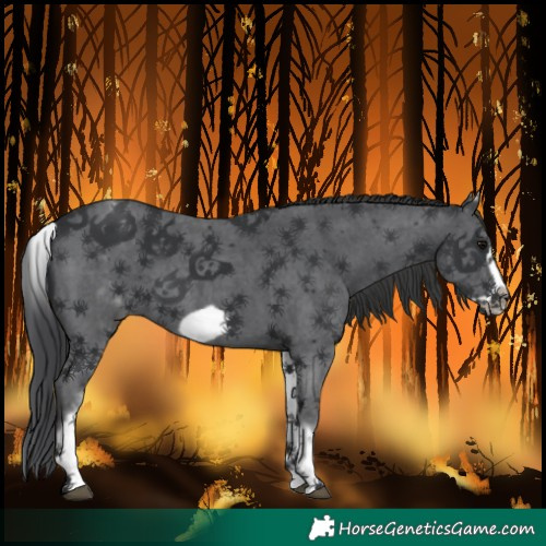Horse Color:White Spotted Black Sabino Frame