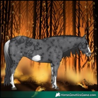 Horse Color:White Spotted Black Sabino Frame
