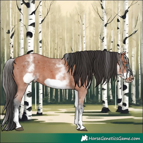 Horse Color:White Spotted Bay Sabino Frame 