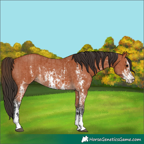 Horse Color:Bay Sabino Rabicano and Bay Sabino Rabicano