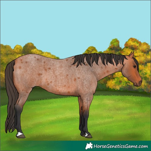 Horse Color:Bay Roan 