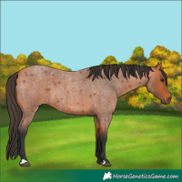 Horse Color:Bay Roan