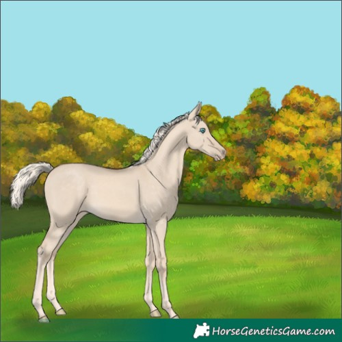 Horse Color:Cremello Dun 